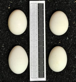 노란목모란앵무의 알, 비스바덴 박물관 소장