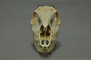 노란등다이커의 두개골