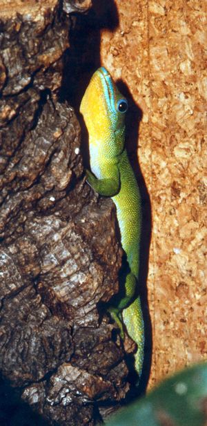 노랑목낮도마뱀붙이의 목 부분