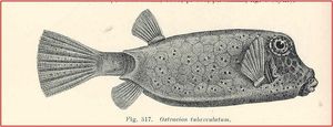 삽화로 그려진 노랑거북복 - Waite, Edgar R. (1921) Illustrated Catalogue of the Fishes of South Australia, Adelaide, Australia: G.Hassell & Son