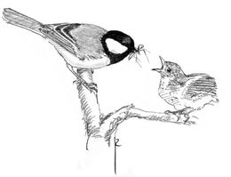 곤충으로 새끼에게 먹이를 주는 노랑배박새