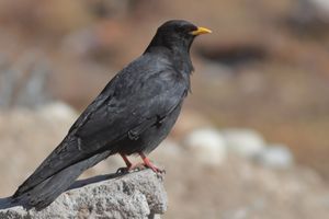 인도 노스 시킴에서 촬영된 노랑부리까마귀