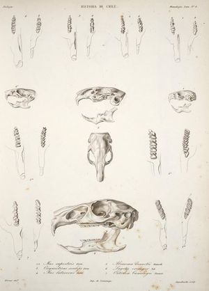 노랑엉덩이잎귀쥐