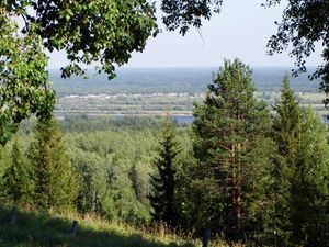 시베리아 타이가 숲