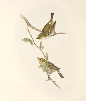 존 굴드의 1837년 "달마티아 굴뚝새" 삽화