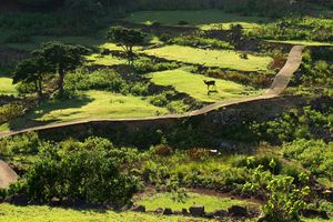 섬에 남아 있는 다랑논 흔적