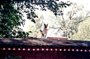 노블링카 벽의 경비견