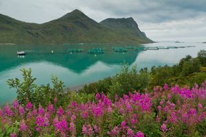 양식업은 노르노르게의 주요 산업 중 하나로, 연간 50만 톤 이상의 연어가 생산된다.