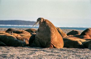 노르아우스틀라네섬의 바다코끼리 군집