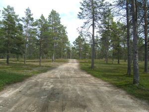 카라쇼크의 소나무 숲길. 이곳은 노르웨이에서 가장 대륙성이 강하고 겨울이 가장 추운 지역인 북부 보레알 지대이다.