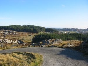 우치라섬의 해안 황무지, 비토착 침엽수로 부분적으로 재조림됨