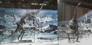 측면 및 정면에서 본 노트로니쿠스 골격