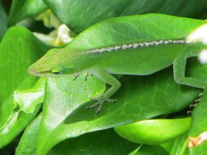 자스민 위에 있는 Anolis carolinensis, 사우스캐롤라이나, 위장을 보여준다.