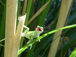 물을 핥아 마시는 아놀도마뱀.