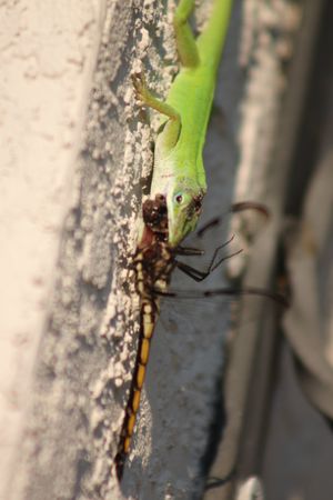 잠자리를 먹는 수컷 카롤라이나 아놀도마뱀. 부풀어 오른 등쪽 능선을 주목하라.