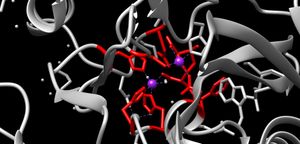 활성 결합 부위에 존재하는 두 개의 아연 이온