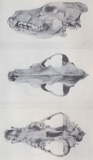 Skull