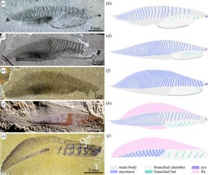 누키크티스 (a,b) 및 메타스프리기나 (c,d), 엠몬사스피스(Emmonsaspis) (e,f), 밀로쿤밍기아 (g,h), 윈나노조온 (i,j) 등 다른 척삭동물들의 비교 모습