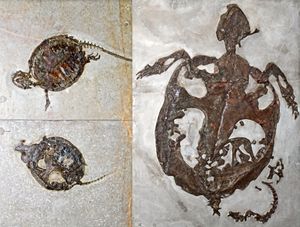 Chelydropsis murchisoni 화석 유해 (왼쪽: 유체; 오른쪽: 성체)