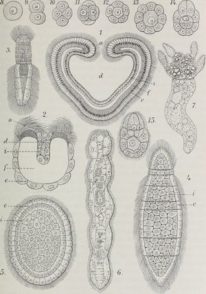 에른스트 헤켈 (1910)의 스케치. Fig. 6.는 Dicyema macrocephalum, Fig. 7.는 Conocyema polymorpha