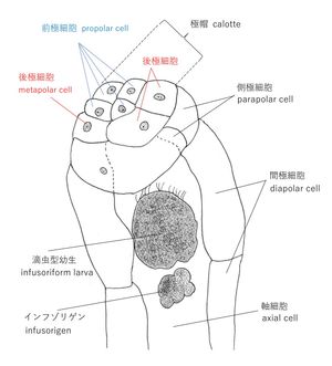 Dicyema sp. (롬보젠)의 머리 부분 스케치와 각 부분 명칭