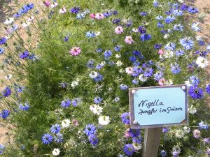 다양한 니겔라 품종