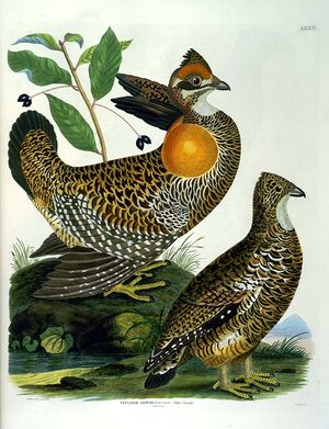 뉴잉글랜드초원뇌조 수컷(왼쪽)과 암컷(오른쪽)