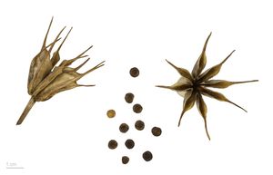 니겔라 오리엔탈리스(Nigella orientalis)