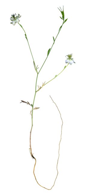 니겔라 아르벤시스(Nigella Arvensis)