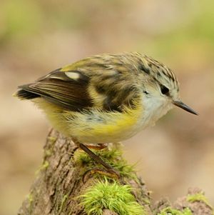 암컷 굴뚝새는 수컷보다 크기가 크다.