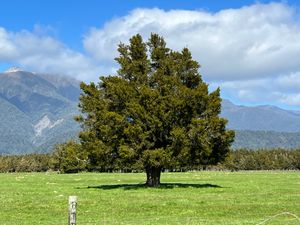 Podocarpus totara