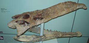 슈투트가르트에서 발견된 니크로사우루스 두개골 측면 모습