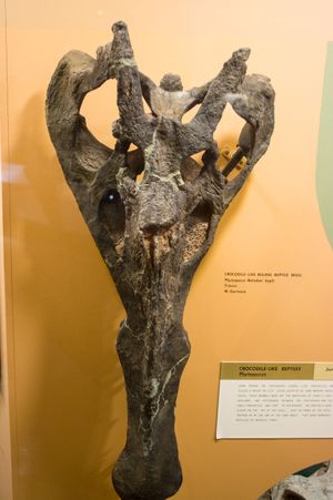 니크로사우루스 두개골 윗면