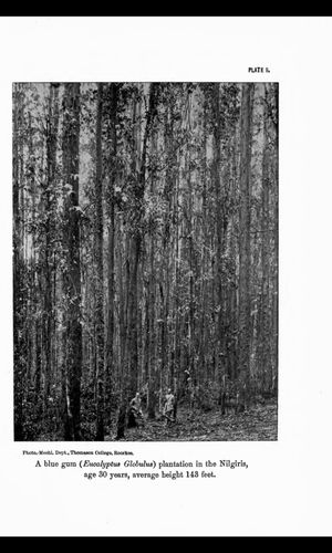 1917년 유칼립투스 글로불루스(파란 껌) 농장의 사진