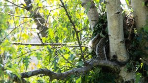 두 마리의 나무 다람쥐가 둥지 입구에 나란히 쉬고 있으며, 꼬리가 밖으로 나와 있다.