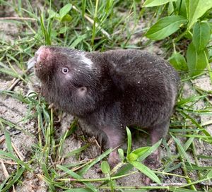 보츠와나에 서식하는 다마랄랜드두더지쥐