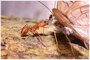 기다란 턱으로 네발나비과의 나비 머리를 잡은 다케톤 아르미게룸 일개미