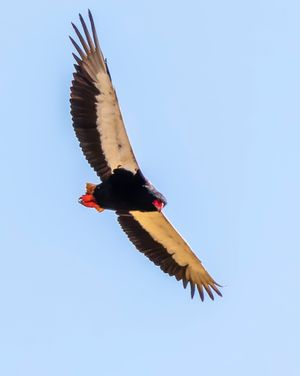 비행 중인 뱀잡이수리의 독특한 모습.