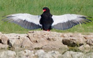 물가에서 일광욕을 하는 달마수리