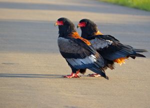 왼쪽에 암컷으로 추정되는 번식 쌍.