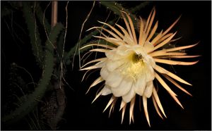 달빛선인장속 그란디플로루스의 꽃