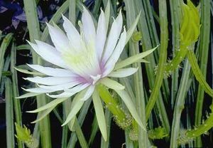 달빛선인장속 이네르미스의 꽃