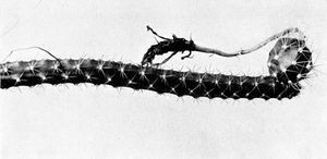 달빛선인장속 넬소니이의 꽃