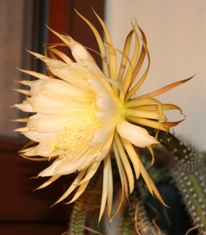 달빛선인장속 발리두스의 꽃