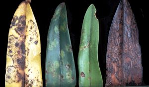 난초 잎에 나타난 담배모자이크바이러스 증상