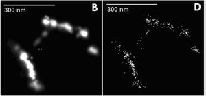 담배모자이크바이러스(TMV) 입자의 초고해상도 광학 현미경 사진