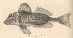 토게카나가시라 Lepidotrigla japonica