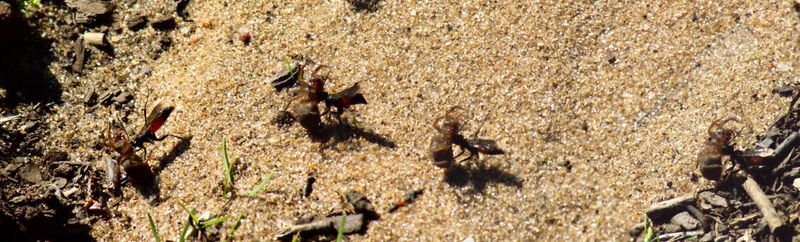 거미를 사냥하는 말벌 Anoplius가 자신보다 큰 거미를 모래밭 위로 뒤로 끌고 가는 모습 (4단계가 합성 이미지로 표시됨)