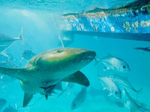 보트 근처에서 헤엄치는 대서양수염상어