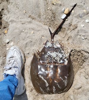 크기 비교를 위한 사진. 사진 속 암컷은 특이하게 갈라진 미부를 가지고 있다.